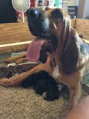Mother of the Bloodhound puppies born on 06/02/2017