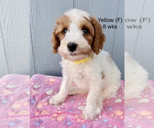 Medium Photo #29 Goldendoodle (Miniature) Puppy For Sale in ELBERT, CO, USA