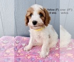 Small #28 Goldendoodle (Miniature)