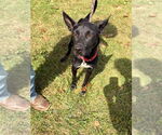 Small #1 Italian Greyhound-Labrador Retriever Mix