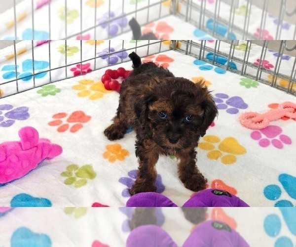 Medium Photo #5 Cavapoo (Miniature)-Poodle (Toy) Mix Puppy For Sale in ORO VALLEY, AZ, USA