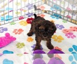 Rudy - Male Cavapoo (Miniature)-Poodle (Toy) Mix Puppy for Sale - Photo #5