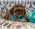 Small Photo #8 Havashu-Poodle (Miniature) Mix Puppy For Sale in LAKELAND, FL, USA