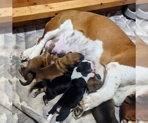 Basset Hound Puppy for sale in PETERSBURG, IN, USA