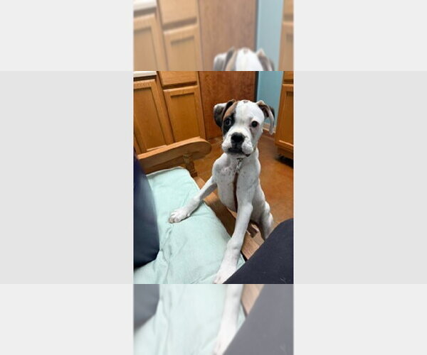 Medium Photo #2 Boxer Puppy For Sale in Austin, TX, USA