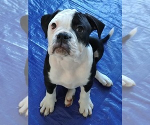 Alapaha Blue Blood Bulldog Puppy for sale in WEIRSDALE, FL, USA