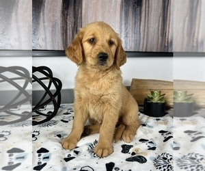 Golden Retriever Puppy for sale in FRANKLIN, IN, USA