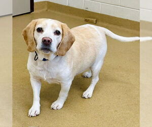 Beagle Dogs for adoption in Derwood, MD, USA