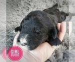 Small Photo #6 Sheepadoodle Puppy For Sale in SEYMOUR, MO, USA