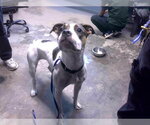 Small American Staffordshire Terrier-Boxer Mix