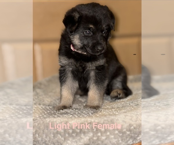 Medium Photo #8 German Shepherd Dog Puppy For Sale in SUMPTER TWP, MI, USA