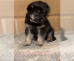 Small #7 German Shepherd Dog