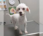 Small #1 Maltese Mix