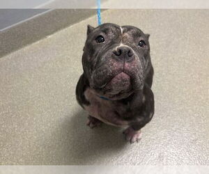 Mutt Dogs for adoption in Las Vegas, NV, USA