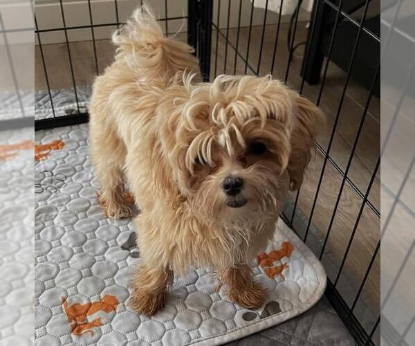 Medium Photo #7 Maltipoo (Miniature) Puppy For Sale in San Diego, CA, USA