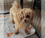 Small #6 Maltipoo (Miniature)