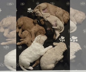 Poodle (Standard) Litter for sale in CONROE, TX, USA