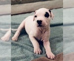 Small Photo #4 Dogo Argentino Puppy For Sale in AUSTIN, TX, USA