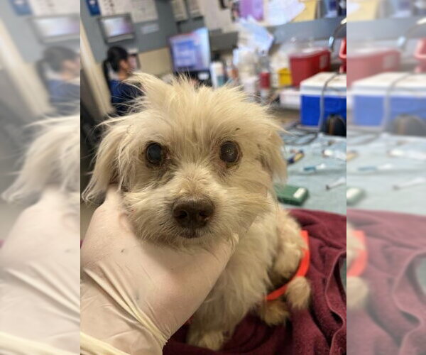 Medium Photo #1 Maltese-Unknown Mix Puppy For Sale in Riverside, CA, USA