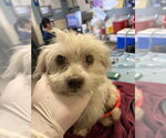Small Maltese Mix