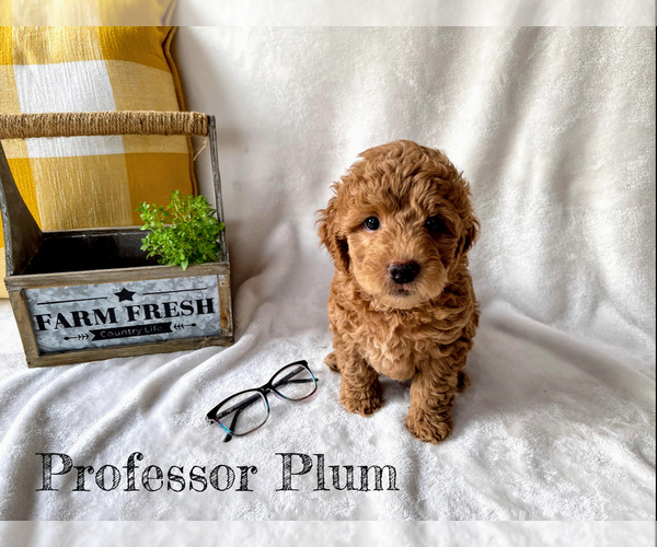 Medium Photo #1 Goldendoodle-Woodle Mix Puppy For Sale in EAST LAYTON, UT, USA
