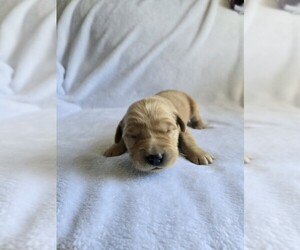 Golden Retriever Puppy for sale in WILLIAMSTOWN, KY, USA