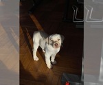 Puppy Beige 2 Labrador Retriever