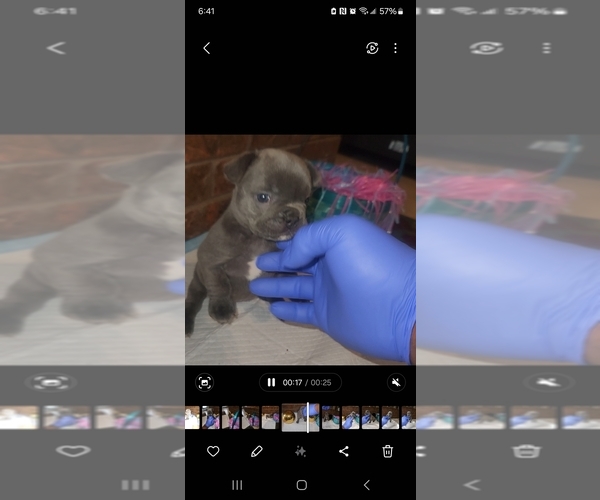 Medium Photo #1 French Bulldog Puppy For Sale in MEMPHIS, TN, USA