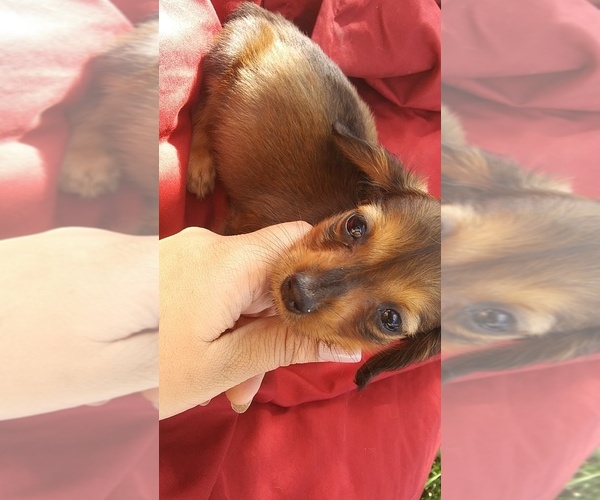 Medium Photo #1 Dachshund Puppy For Sale in CORPUS CHRISTI, TX, USA