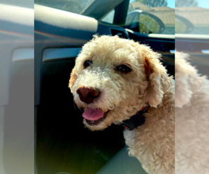 Poodle (Miniature) Dogs for adoption in San Diego, CA, USA