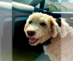 Bella - Female Poodle (Miniature) Dog for Adoption - Small photo