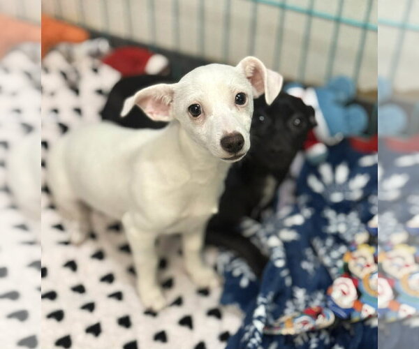 Medium Photo #5 Chihuahua-Unknown Mix Puppy For Sale in Phoenix, AZ, USA
