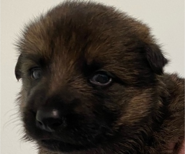 Medium Photo #19 German Shepherd Dog Puppy For Sale in INMAN, SC, USA