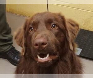Golden Retriever-Unknown Mix Dogs for adoption in Cookeville, TN, USA
