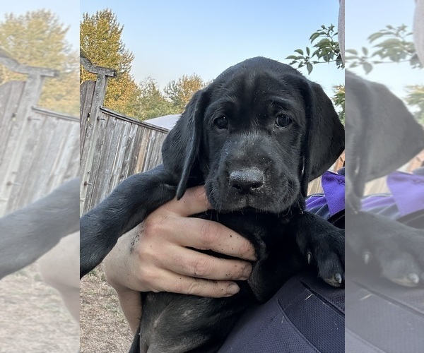 Medium Photo #8 German Shorthaired Lab Puppy For Sale in TACOMA, WA, USA