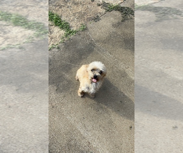 Medium Photo #1 Yo-Chon Puppy For Sale in SOUTHAVEN, MS, USA