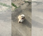 Small Yo-Chon