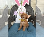 Small Photo #7 Cavapoo Puppy For Sale in BOWLING GREEN, KY, USA