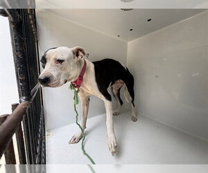 Mutt Dogs for adoption in Augusta, GA, USA