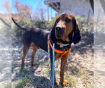 Small Bluetick Coonhound-Redbone Coonhound Mix