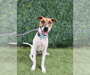 Mutt Dogs for adoption in Naples, FL, USA