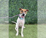 JON SNOW - Male Mutt Dog for Adoption - Small photo