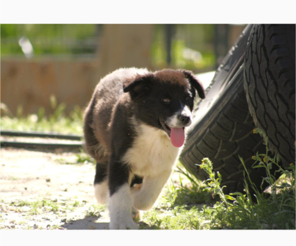 Medium Photo #4 Australian Shepherd Puppy For Sale in ACTON, CA, USA