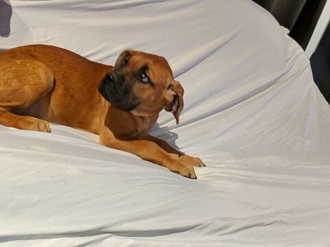 Medium Photo #3 American Mastiff Puppy For Sale in AKRON, OH, USA
