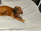 Small Photo #3 American Mastiff Puppy For Sale in AKRON, OH, USA