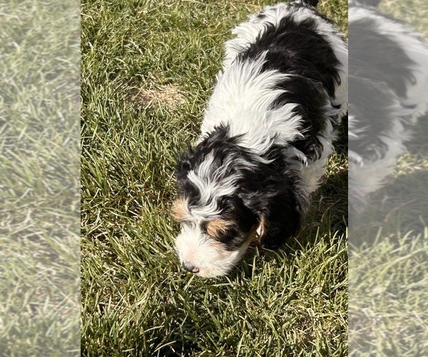 Medium Photo #10 Miniature Bernedoodle Puppy For Sale in LONGMONT, CO, USA