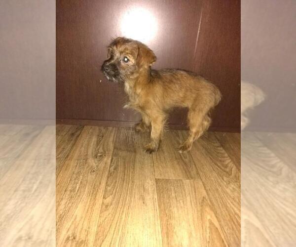 Medium Photo #5 -Yorkshire Terrier Mix Puppy For Sale in LAPEER, MI, USA