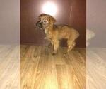 Small Photo #5 -Yorkshire Terrier Mix Puppy For Sale in LAPEER, MI, USA