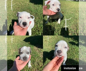 American Bully-American Pit Bull Terrier Mix Puppy for sale in GARLAND, TX, USA