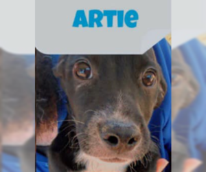 Artie - Male Mutt Dog for Adoption - Photo #3